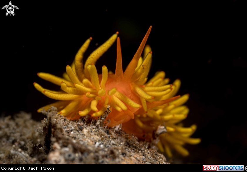 A Phestilla melanobrachia