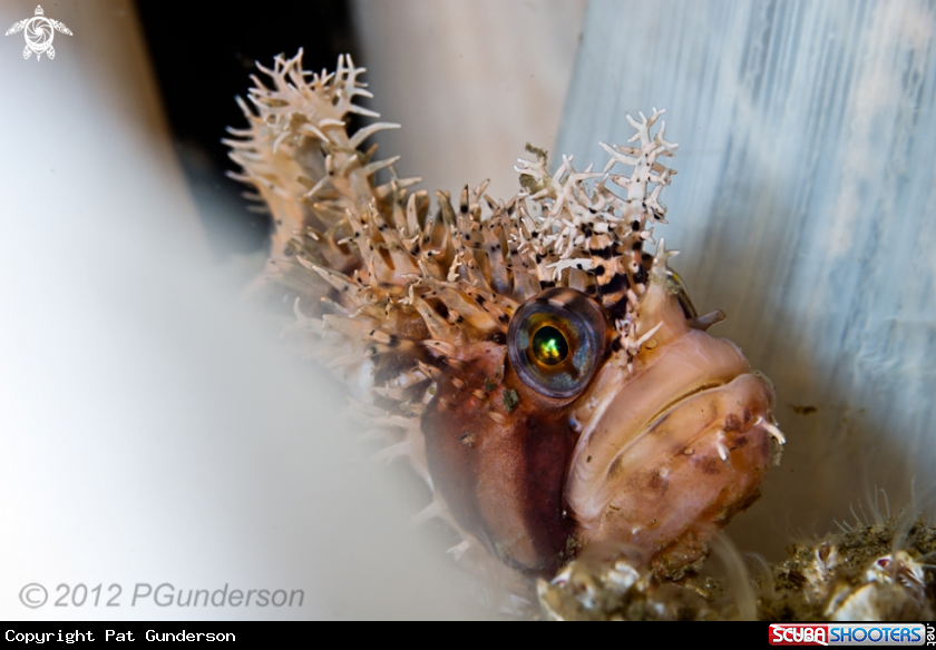 A Decorated Warbonnet