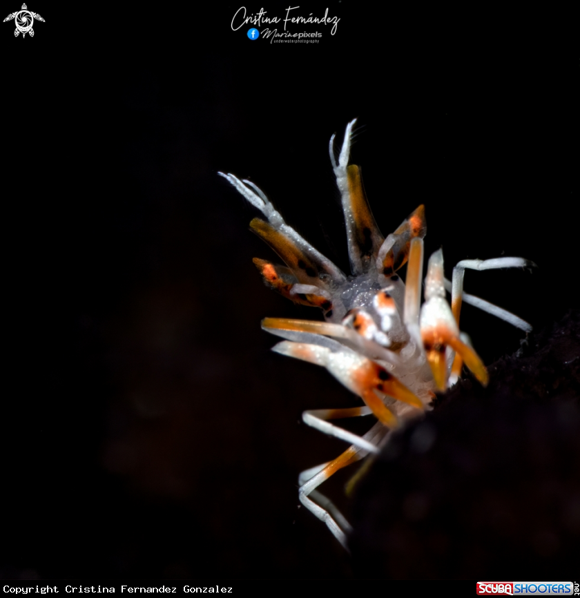 A Tiger shrimp