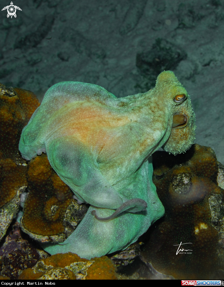 A Caribbean reef octopus