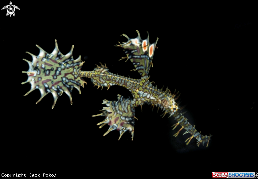 A Ornate Ghost Pipefish