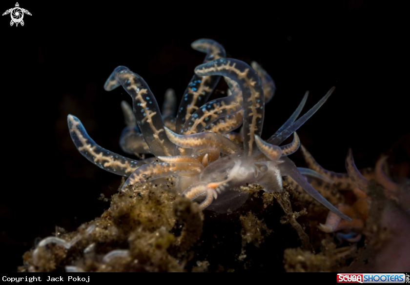 A Phyllodesmium poindimei