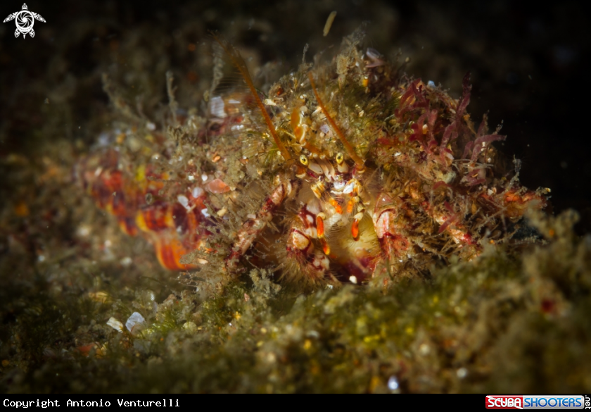 A Hermit crab