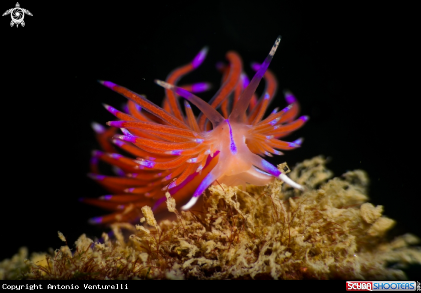 A Red lined flabellina nudibranch