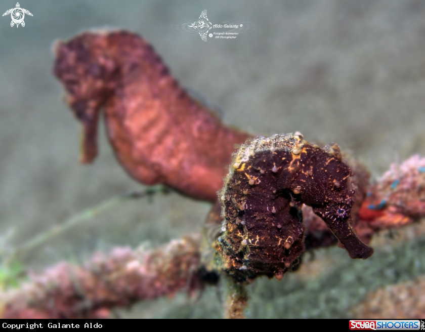 A Sea Horse