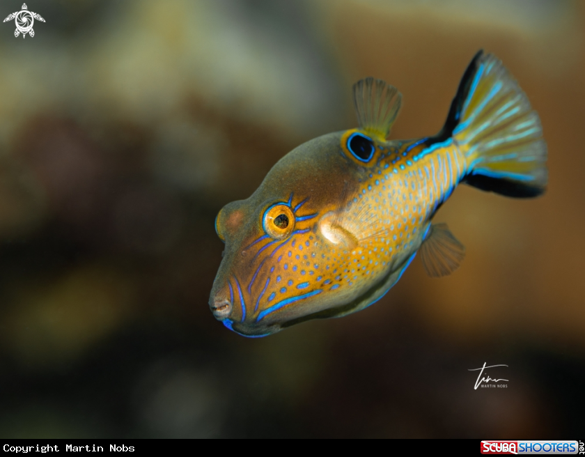 A Sharpnose Puffer