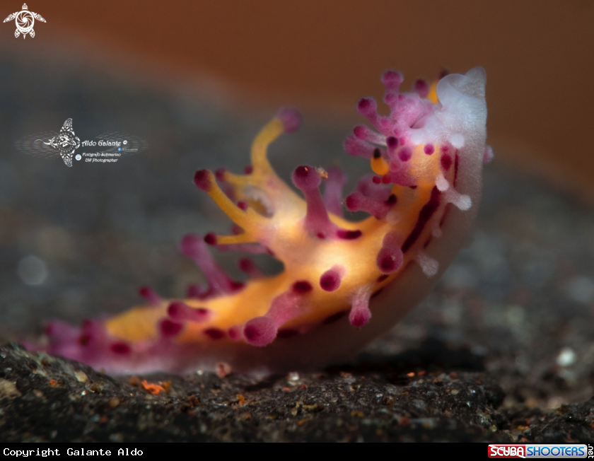 A Nudibranch