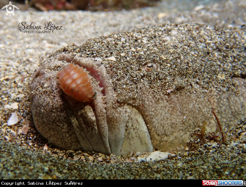 A Pejesapo con piojo de mar 