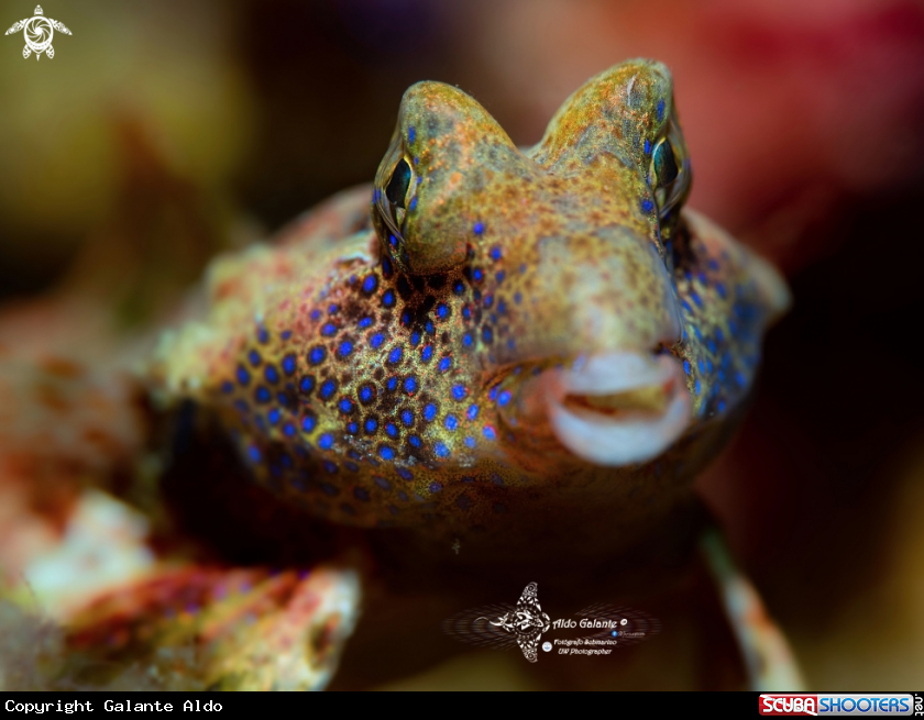 A Morrison's Dragonet (4 cm.)