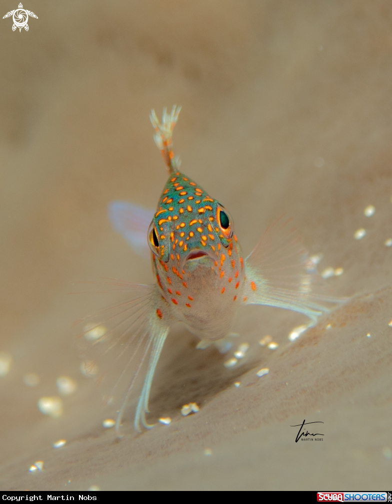 A Redspotted Hawkfish