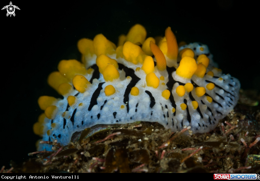A Scrambled egg nudibranch