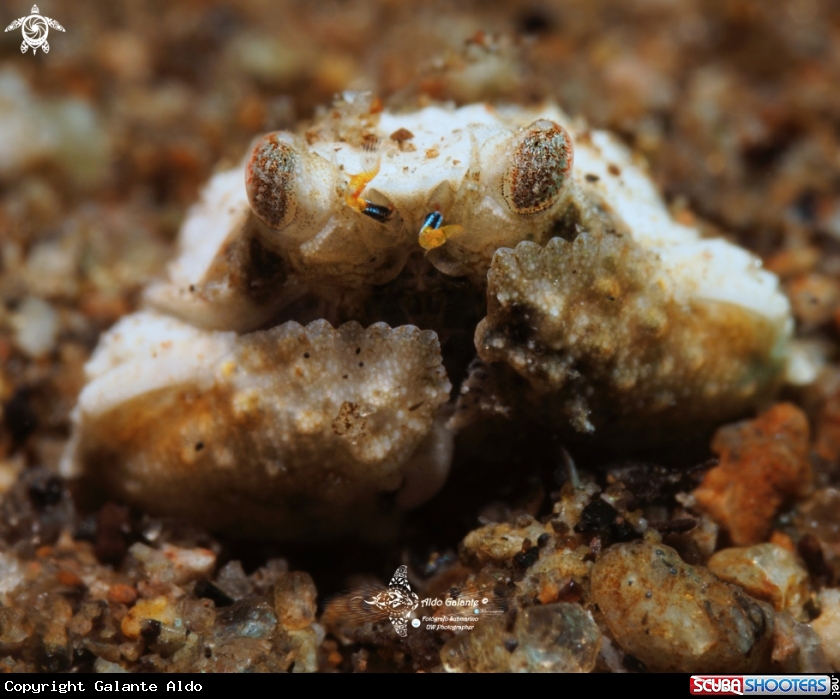 A Crab