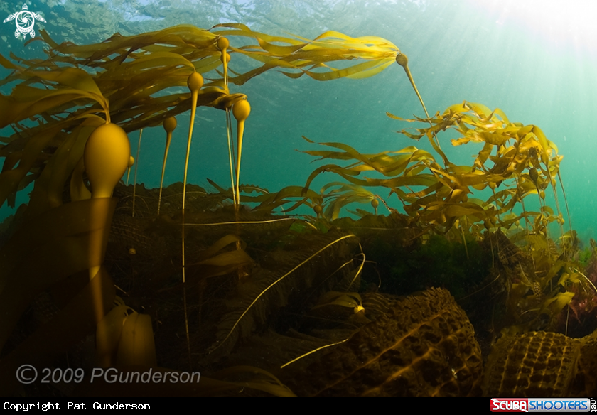 A Kelp