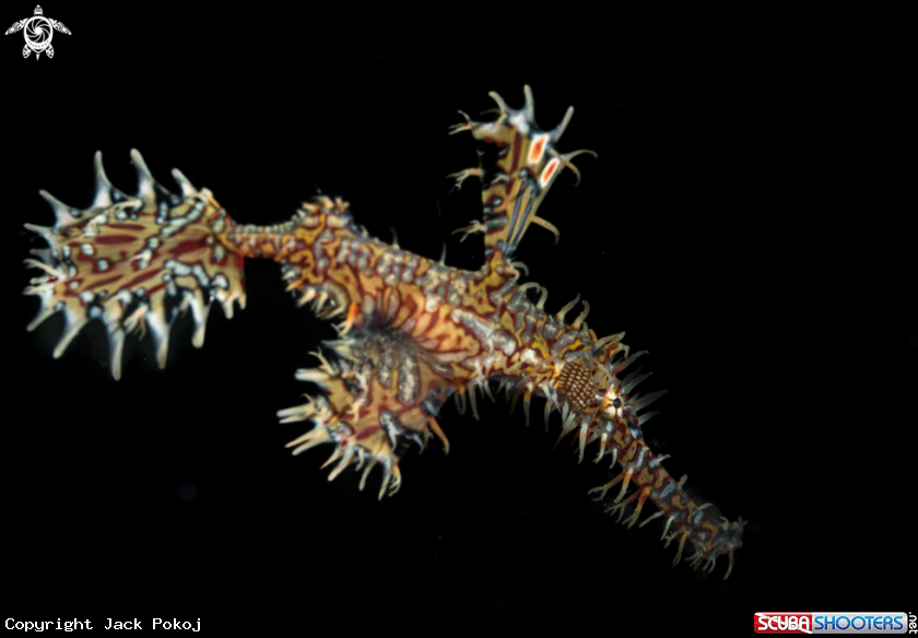A Ornate Ghost Pipefish