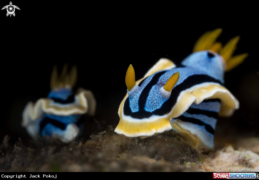 A Chromodoris annae