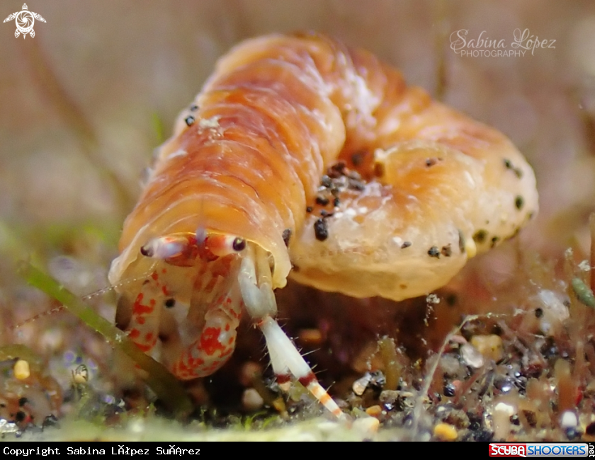 A Calcinus tubularis