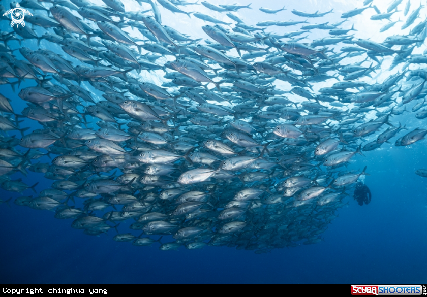 A bigeye travalley