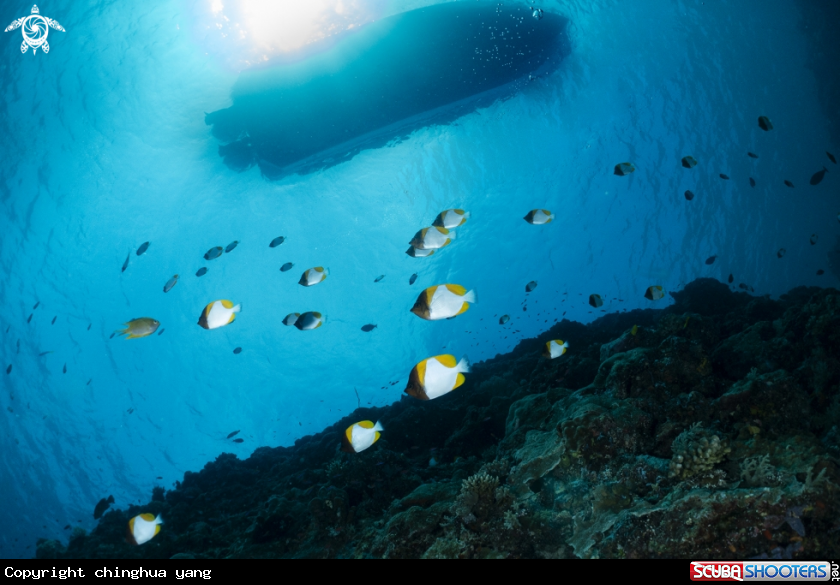 A butterfly fish