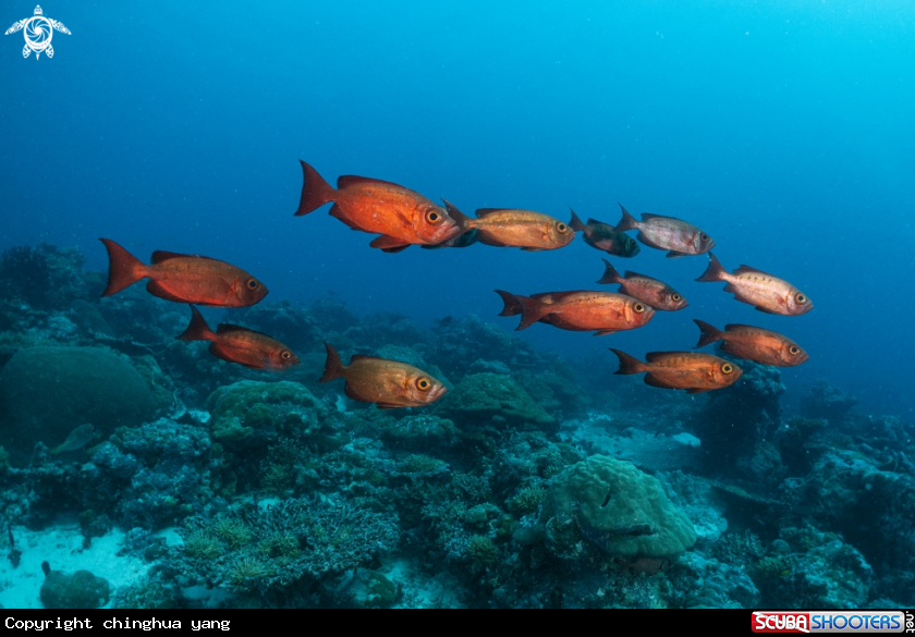 A bigeye
