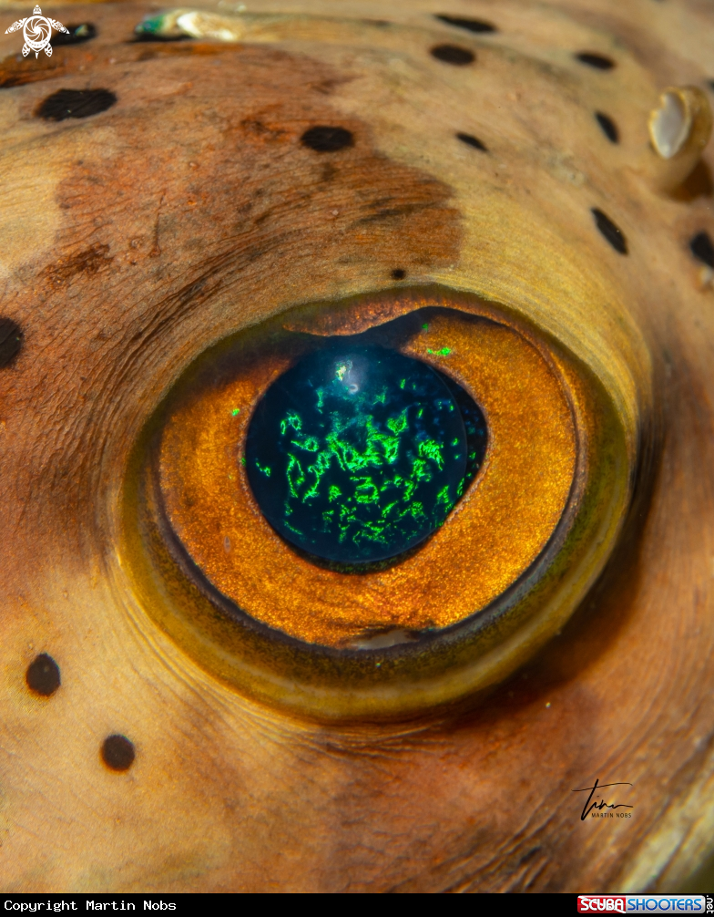 A Long-spine Balloonfish