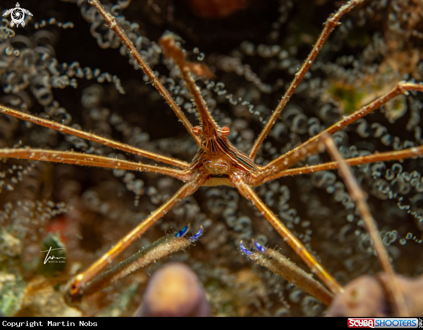 A Arrow crab