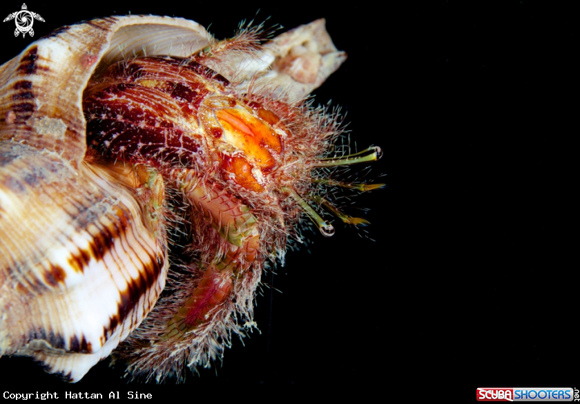 A Horse Conches