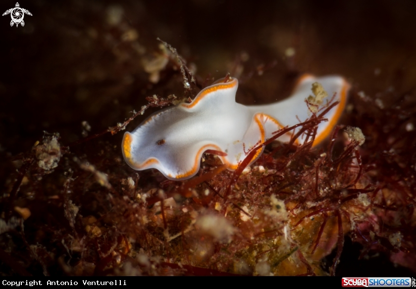 A Marine flatworm