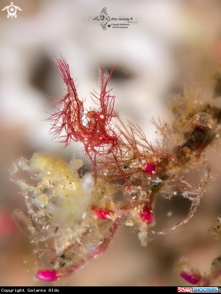 A Hairy Shrimp