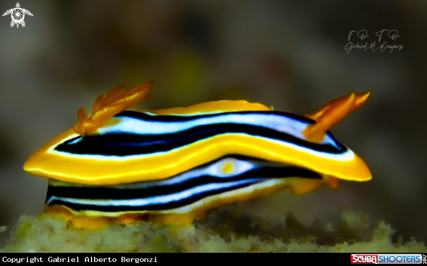 A nudibranquio