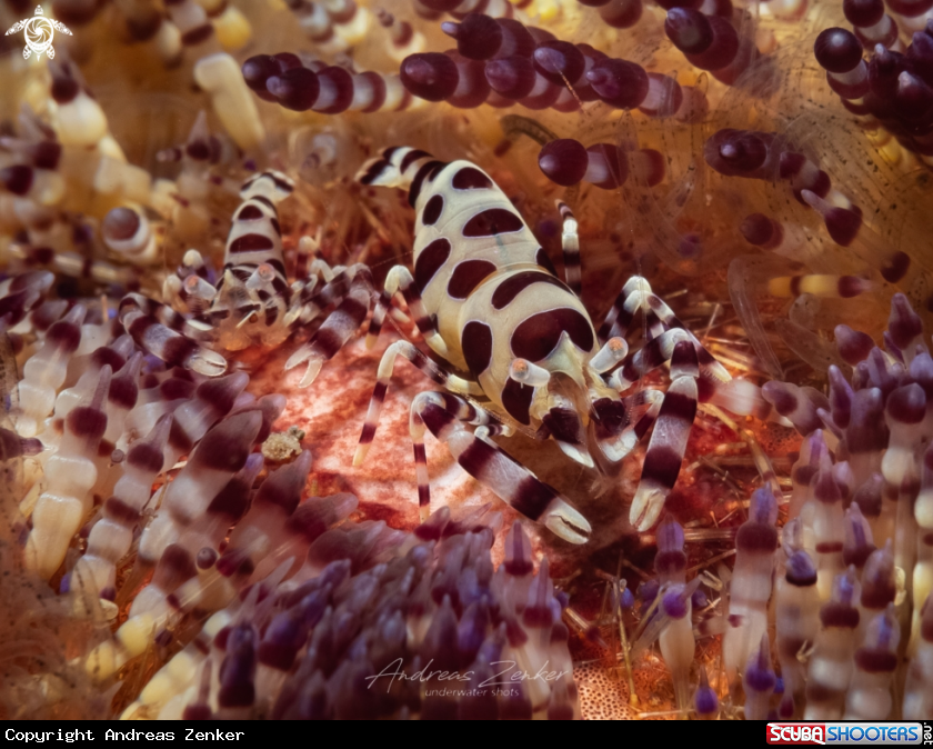 A Coleman shrimp