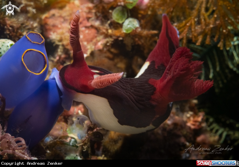 A Chamberlain's Nembrotha