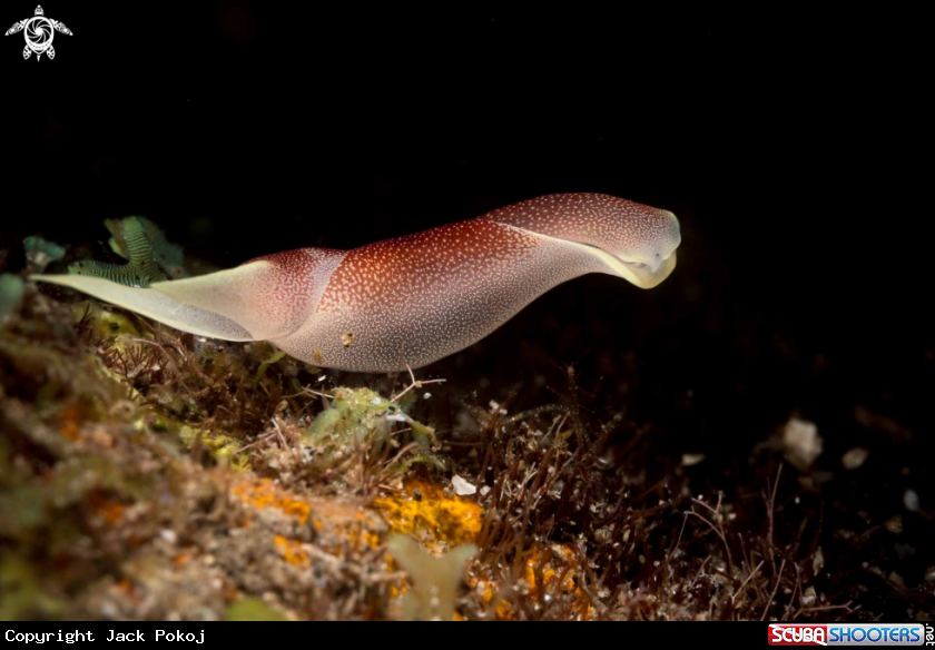 A Chelidonura amoena