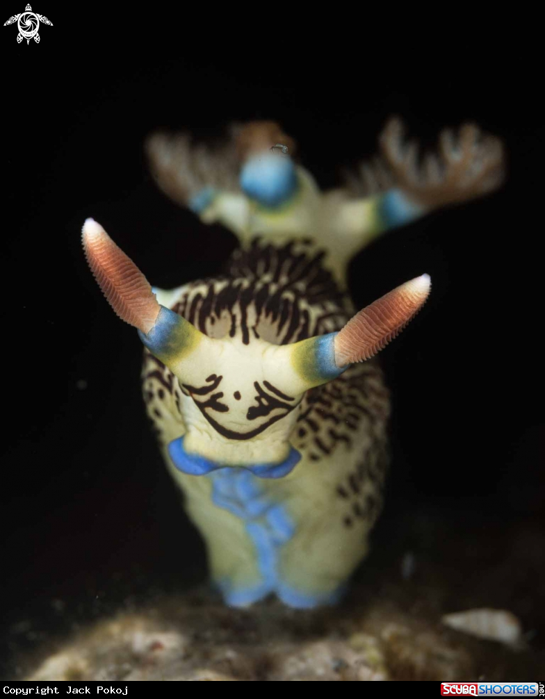 A Nembrotha lineolata