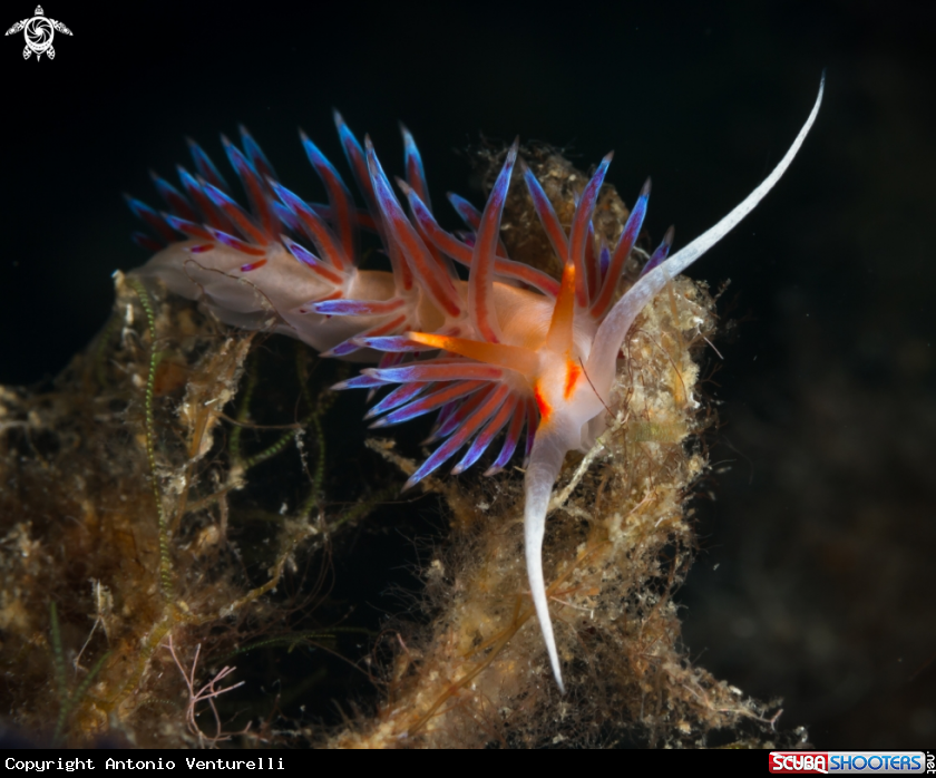 A Cratena peregrina nudibranch