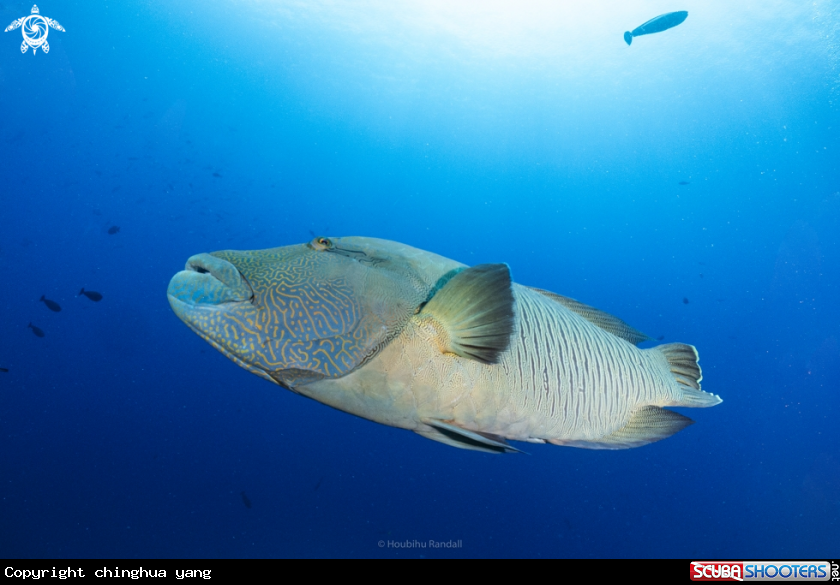 A Humphead wrasse
