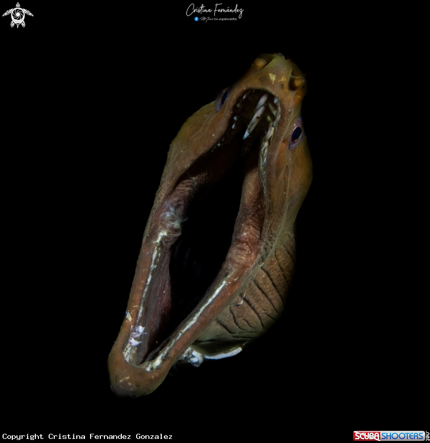 A Moray