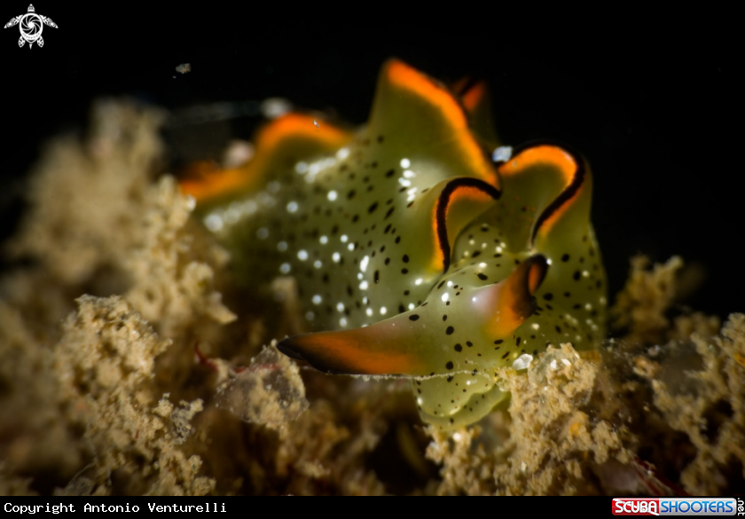 A Elysia ornata