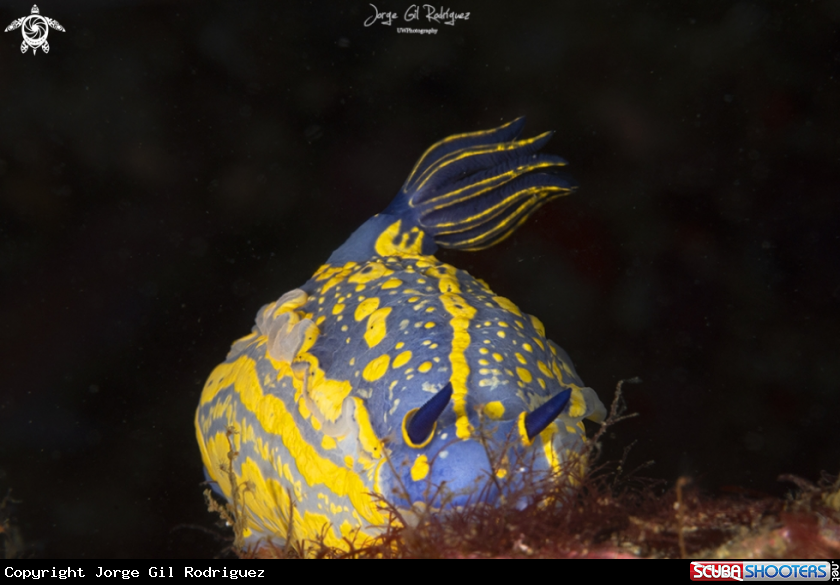 A Elegant Sea Slug