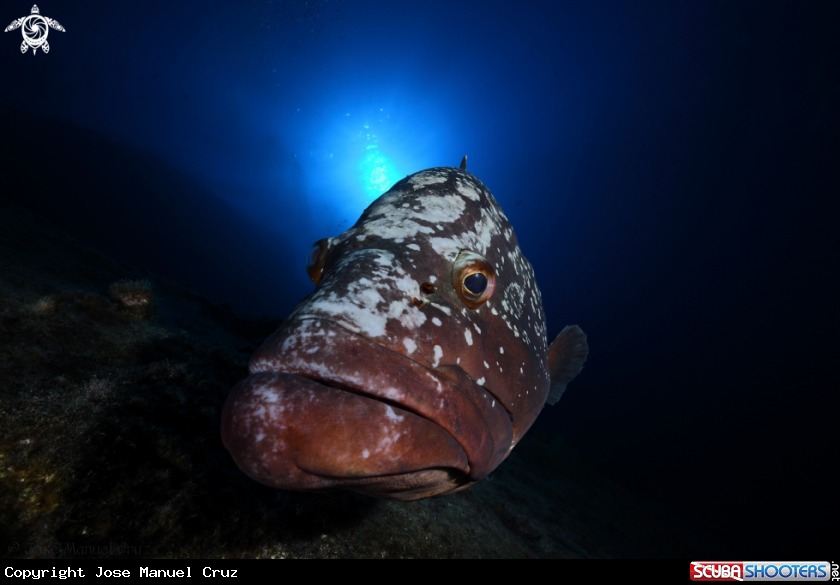 A Dusky Grouper