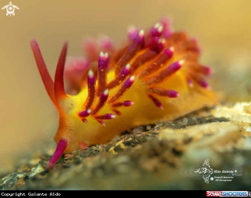 A Nudibranch