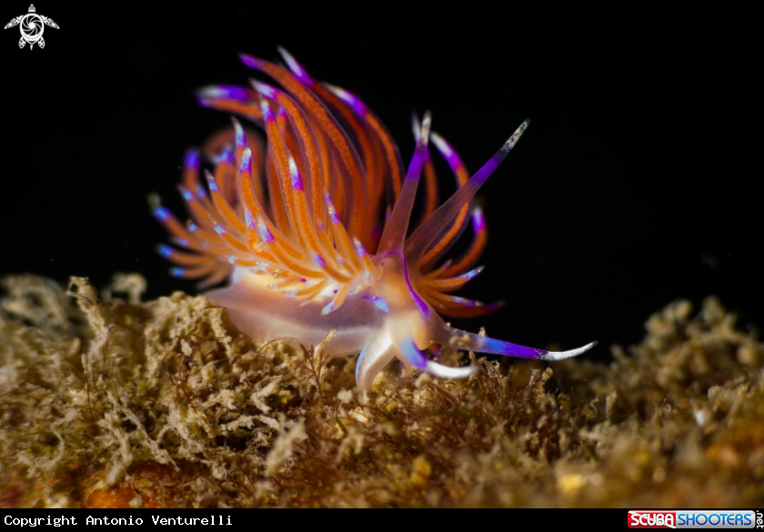 A Red lined Flabellina