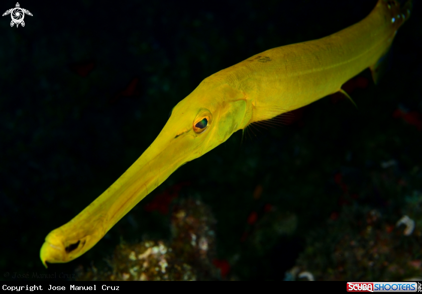 A Atlantic cornetfish