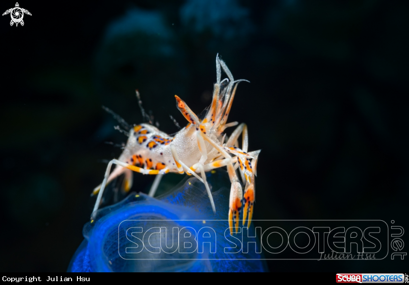 A Tiger shrimp