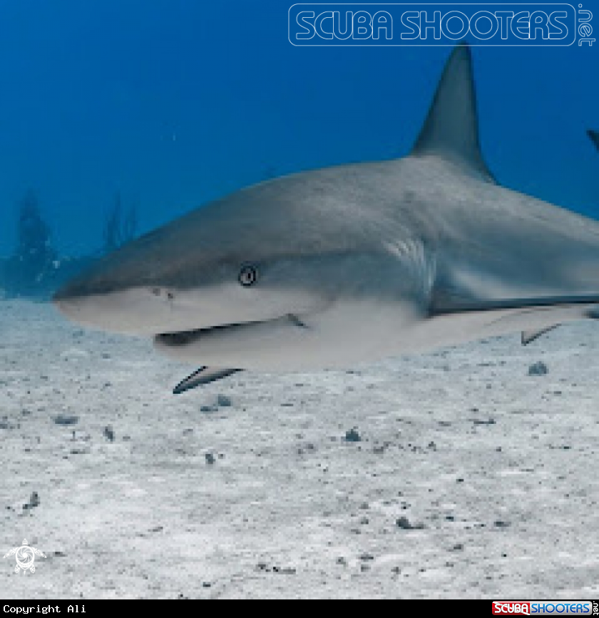 A Bull shark