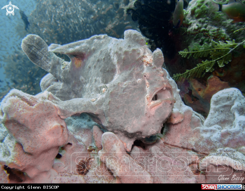 A Antennarius commerson