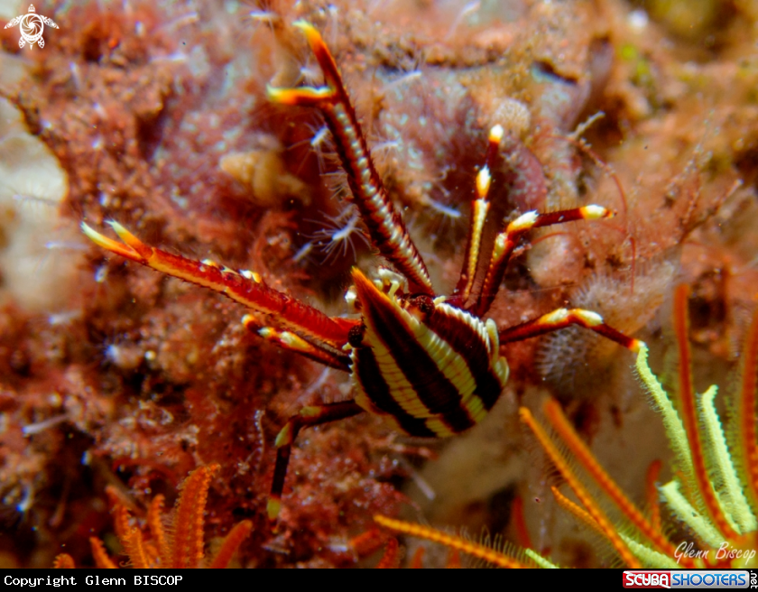 A Allogalathea elegans
