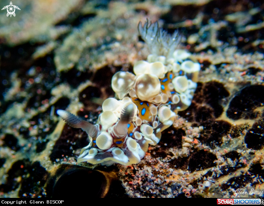 A Dendrodoris krusensternii