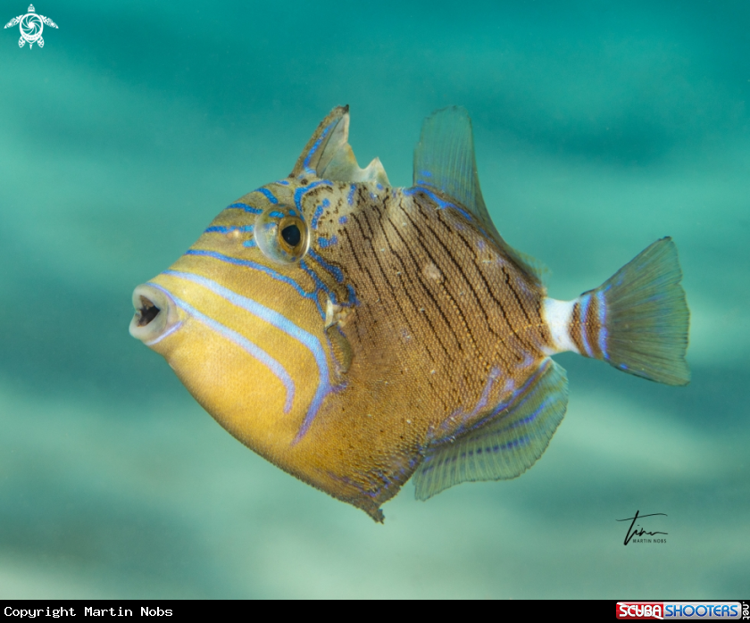A Queen Triggerfish