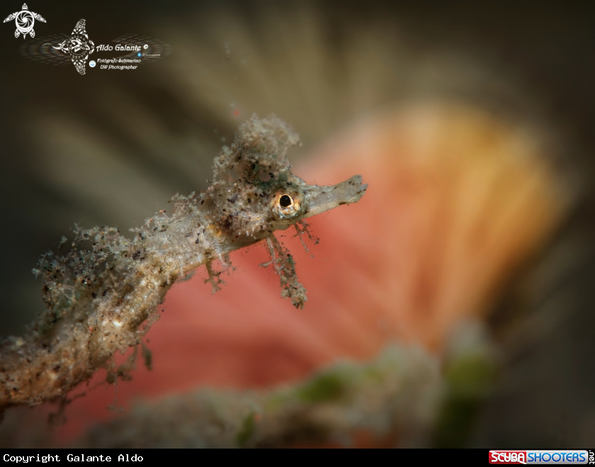 A Shortpouch Pygmy Pipehorse 