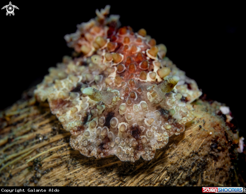 A Nudibranch